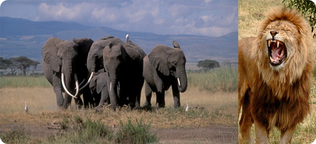 Les femelles éléphants âgées ont une meilleure mémoire pour affronter les lions.