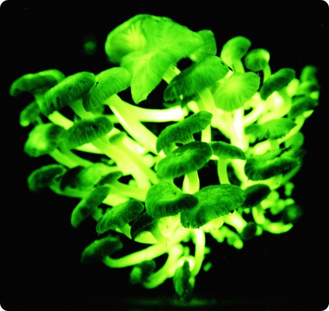 Champignons bioluminescents.