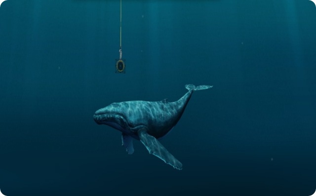 Nageur-compositeur : les baleines ont leurs propres tubes qui font le tour du monde.