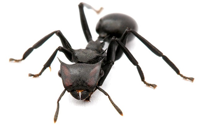 La fourmi qui semble sortir du côté obscur en planant.
