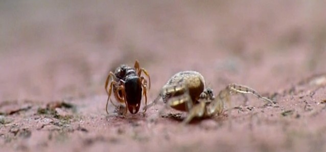 Vidéo : Un combat de catch entre une fourmis et une araignée avec une fin très surprenante !