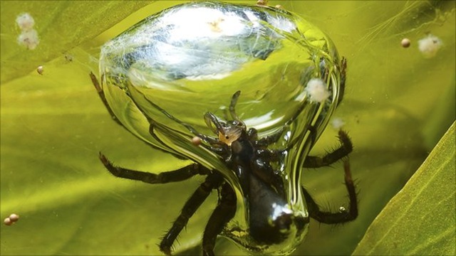 Comment les araignées aquatiques utilisent leur cloche de plongée.