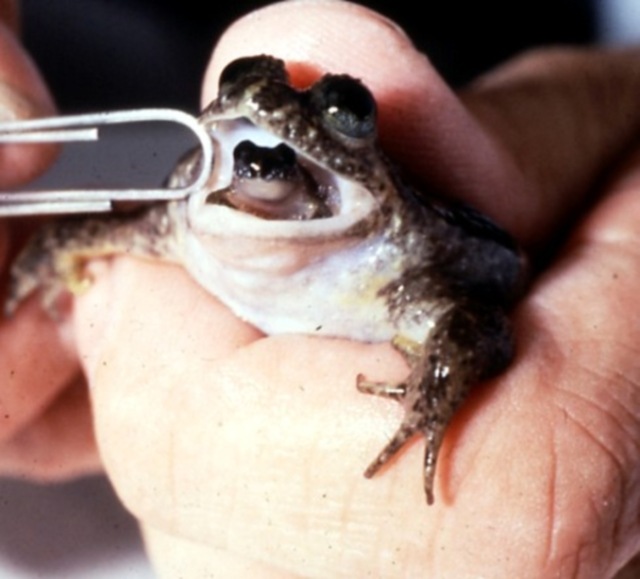 Des petites grenouilles sont élevées dans la bouche de leur père.