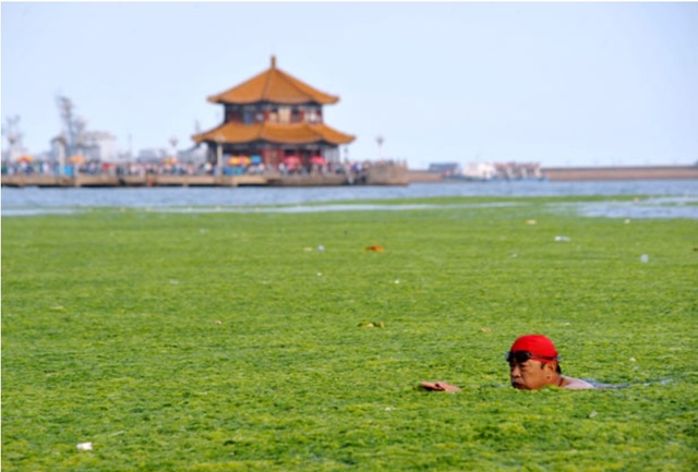 Images du jour : une mer d’algues vertes en Chine.