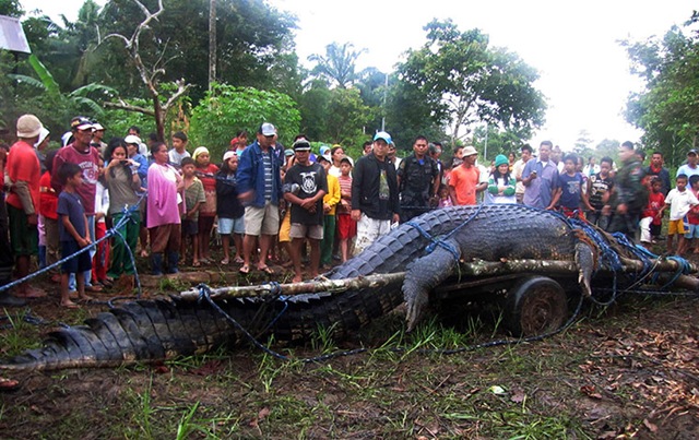 Super-Croco : le plus gros crocodile capturé vivant aux philippines.