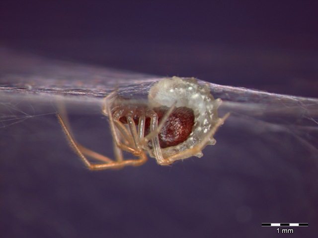 Pourquoi pas vous ? : un parasite contrôle le cerveau d’une araignée pour lui construire son futur foyer.