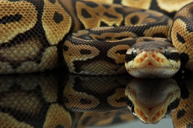 Découverte : pourquoi le cœur du Python peut doubler en taille ?