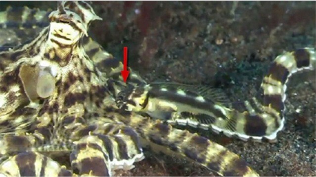 Un petit poisson imite une pieuvre qui imite les poissons. (Vidéo)