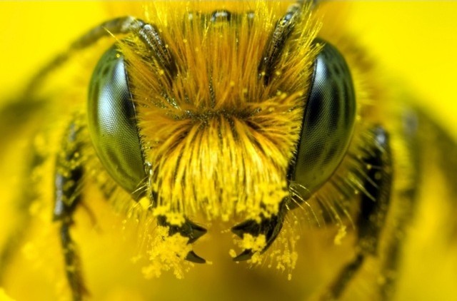 Comme l’humain, certaines abeilles ont une personnalité pour aller là où aucune abeille n’est jamais allée.