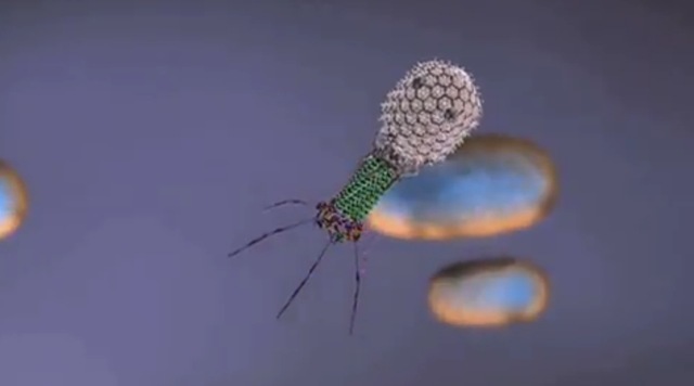 Comment les virus attaquent les bactéries avec une arme en fer chargée. (Vidéo)