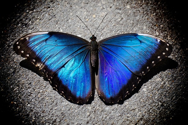 Des papillons bleus possèdent des oreilles sur leurs ailes.