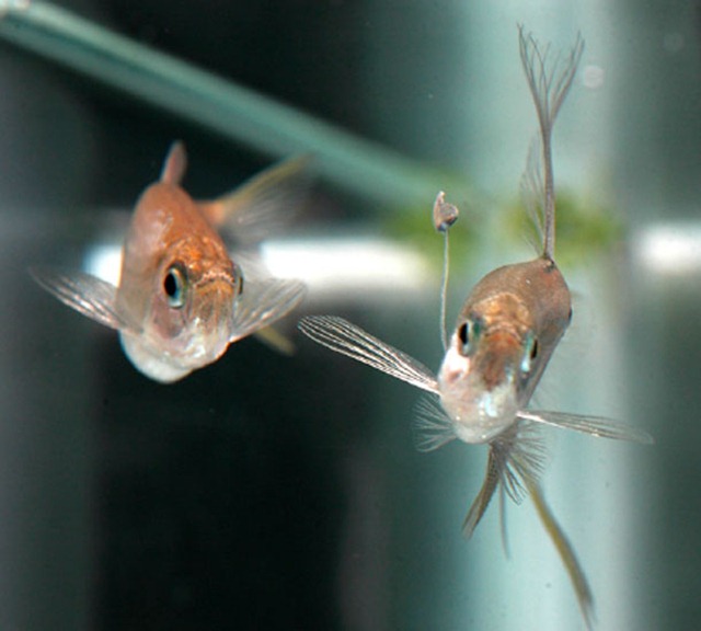 Des poissons utilisent un appât en forme de fourmi pour pêcher leur femelle.