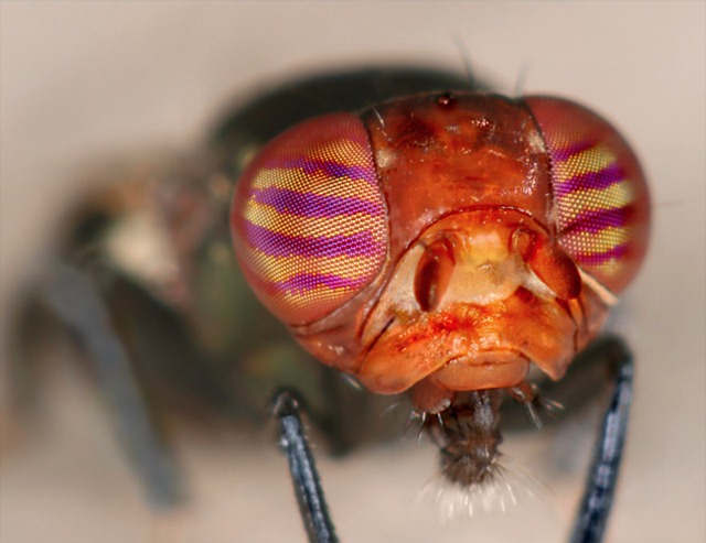 Des généticiens élèvent des mouches qui savent désormais compter.