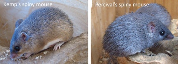 Une souris épineuse se défend grâce à une peau détachable et à un pouvoir de guérison rapide.