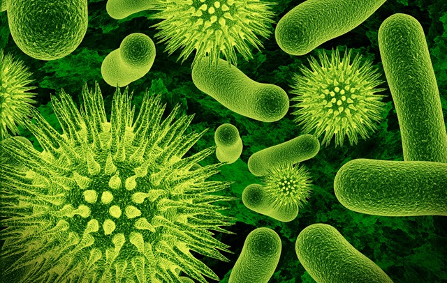 Les bactéries seraient des microorganismes sociaux.