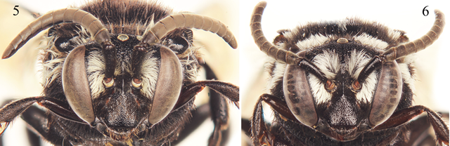 5 nouvelles espèces d’abeilles qui, comme le coucou, squattent le nid des autres.