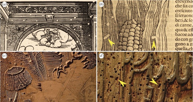 L’histoire visible d’un petit coléoptère dans l’art et les vieux meubles… et son horloge de la mort.