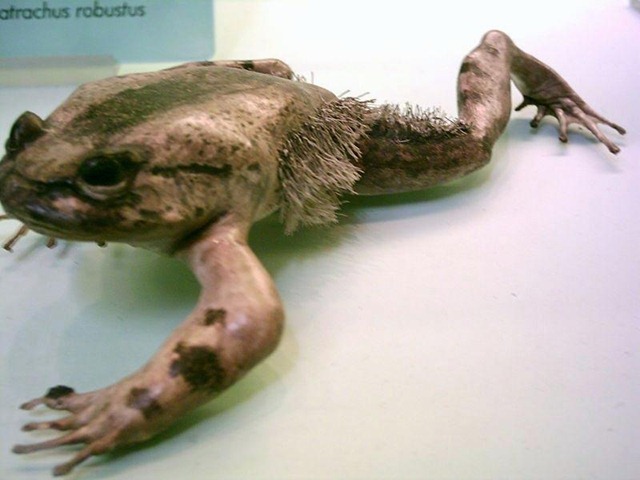 L’horrible grenouille poilue qui se casse les os pour produire des griffes en cas d’attaque