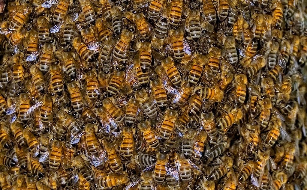 Exténuante descendance : pour l’espérance de vie d’une abeille, mieux vaut ne pas naitre en été