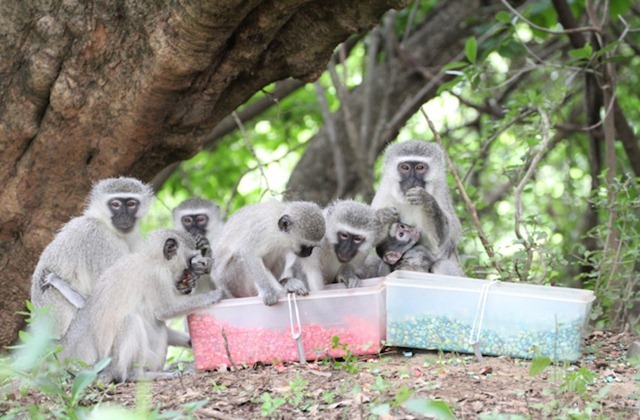 Les singes se conforment à la norme sociale, au moins pour la cuisine…