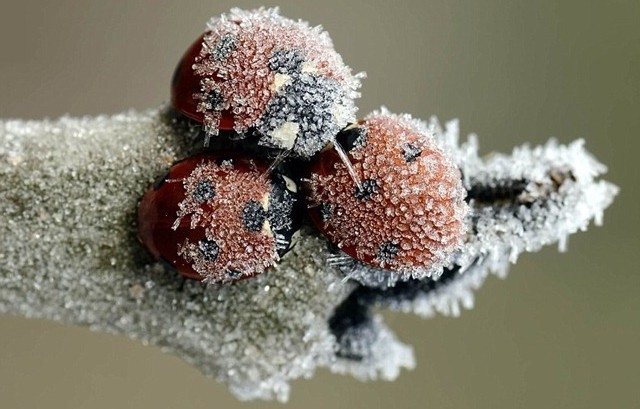 Pourquoi les coléoptères ne gèlent pas en hiver ?