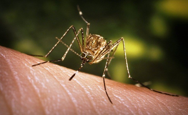 Description de la technique d’approche du moustique affamé et mortel