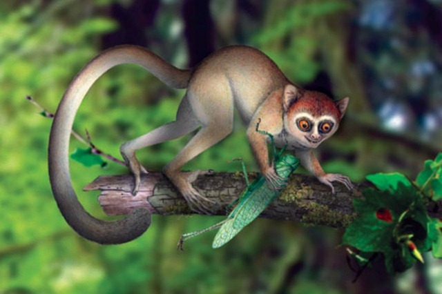 Le plus vieux fossile de primate découvert jusqu’à maintenant comble un fossé dans l’arbre de l’évolution humaine