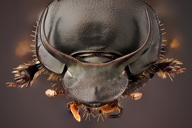 L’évolution de coléoptères leur a fait grossir leurs cornes au détriment de leurs testicules