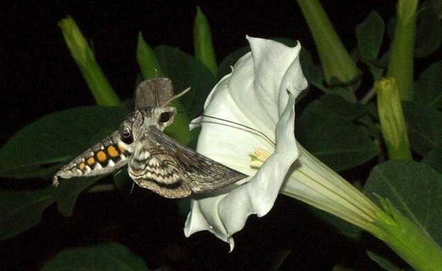 Comment des papillons utilisent l’odeur des plantes pour choisir le meilleur site de pondaison