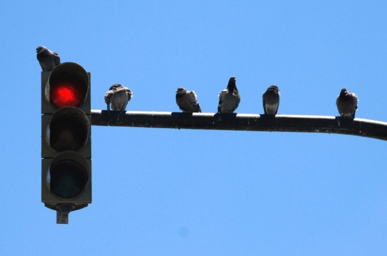 Les oiseaux respectent aussi les limitation de vitesses imposées sur nos routes