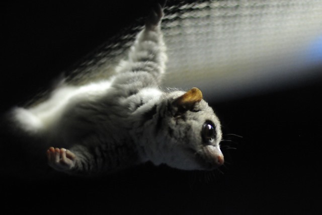 Hibernation : ce lémurien pourrait nous aider à trouver notre sommeil dans l’espace