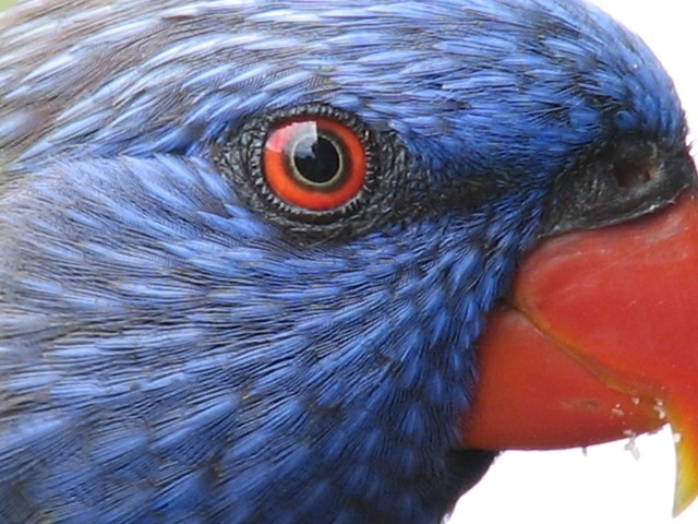 Plus l’œil est petit, plus il sera susceptible de voir la lumière ultraviolette… au moins chez les oiseaux