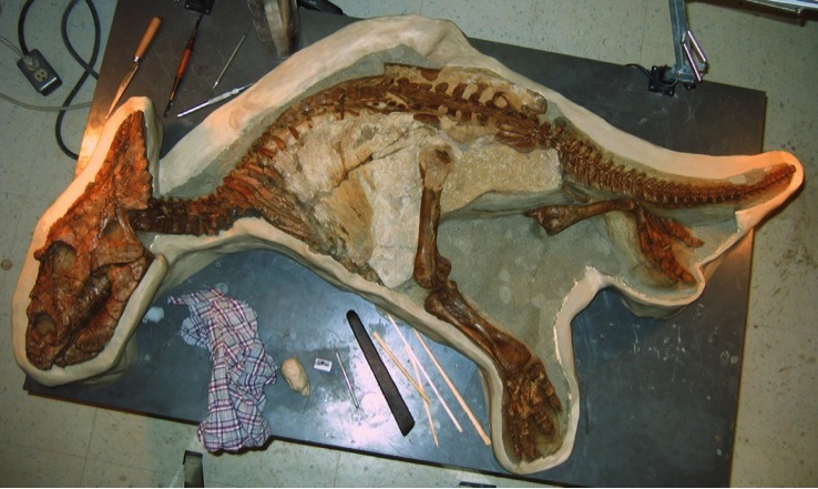 L’adorable fossile d’un bébé Chasmosaurus