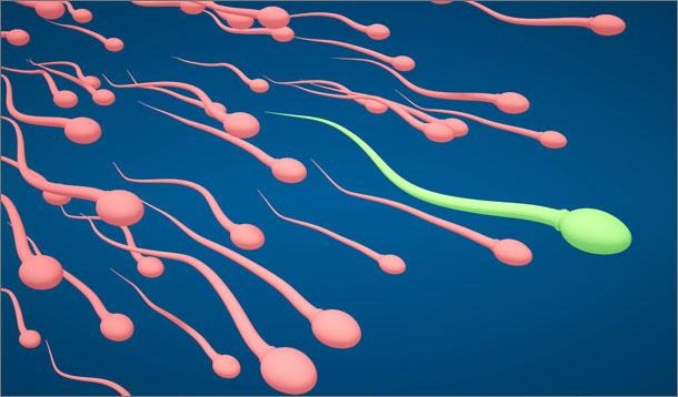 SpermBot ou comment capturer un spermatozoïde pour le contrôler à l’intérieur du corps ? (Vidéo)