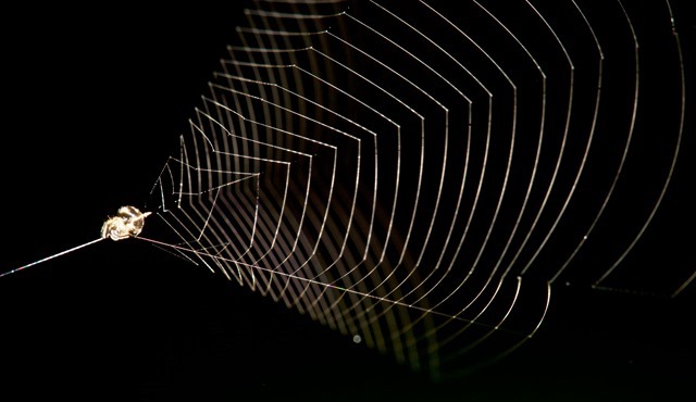 Redécouverte de l’araignée qui tend et relâche sa toile pour attraper ses proies volantes (vidéo)