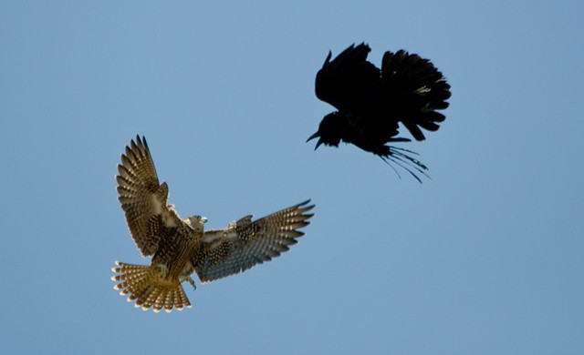 La vieille ruse visuelle de marin utilisée par les faucons pour attraper leur proie en plein vol (Vidéo)
