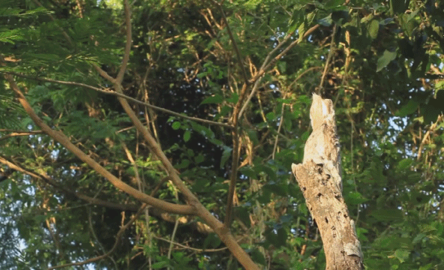 C’est une branche !… c’est un oiseau !… c’est un Ibijau gris (Vidéo)