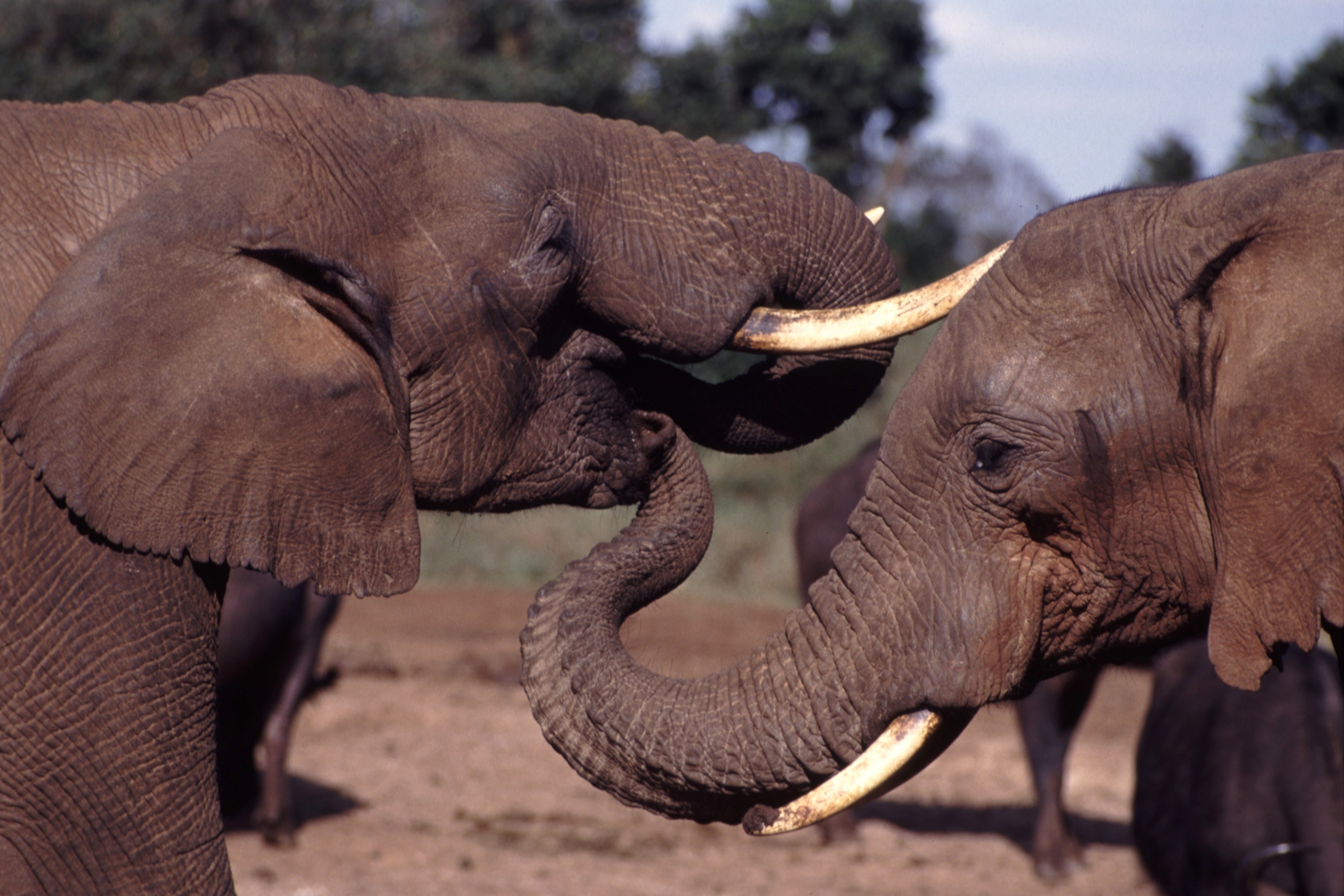 Comment les éléphants rassurent-ils leurs congénères en détresse (Vidéo)