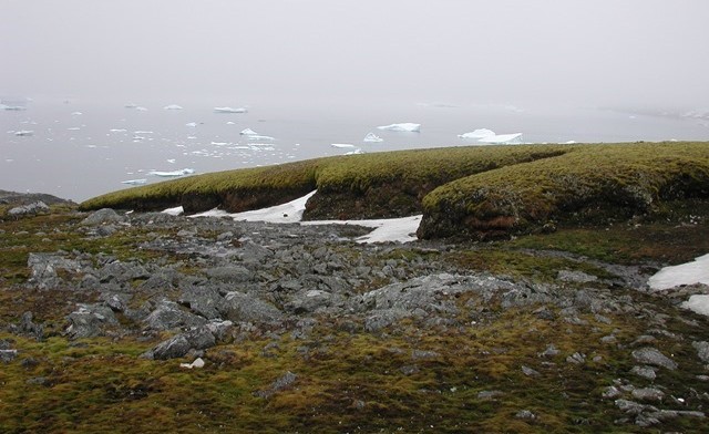 Des mousses ramenées à la vie après avoir passé 1 500 ans congelées dans la glace