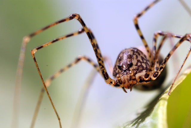 Pour éviter un crachat mortel, une araignée sauteuse prend le risque d’utiliser des fourmis comme garde du corps