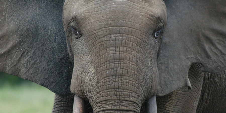 L’éléphant peut déterminer l’origine ethnique, l’âge et le sexe dans la voix de son pire ennemi