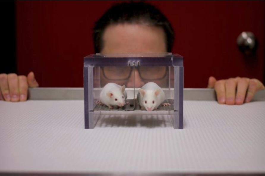 Les souris de laboratoire sont stressées par les hommes, mais pas par les femmes qui les étudient