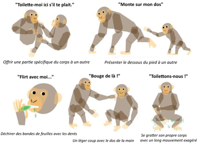 Un lexique pour décoder le langage des signes des chimpanzés