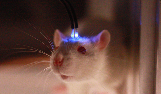 Des lasers transforment de mauvais souvenirs en de très agréables chez des souris