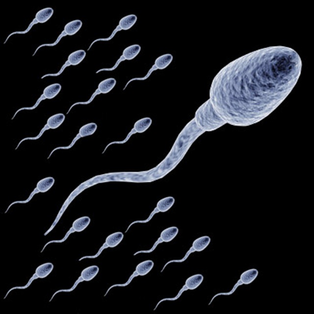 La semence masculine induirait l’ovulation féminine.