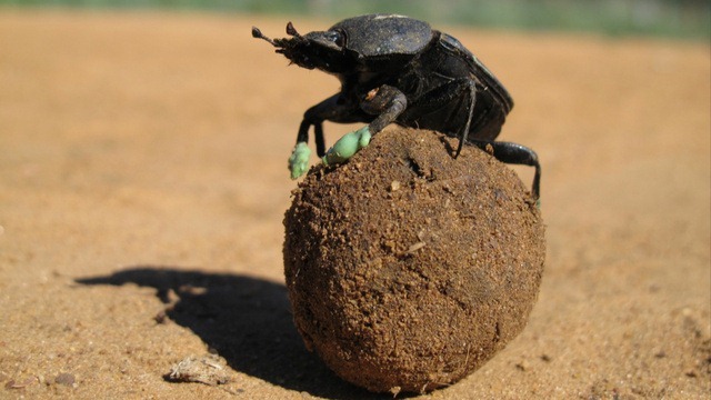 Les bousiers utilisent leur boule pour rester au frais, ou comment trouver un prétexte pour leur enfiler des bottes. (Vidéos)