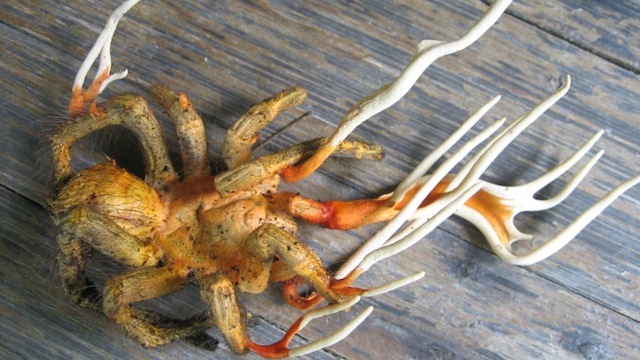 L’image du jour : un nouvel exemple de l’art macabre du champignon cordyceps appliqué à une tarentule.
