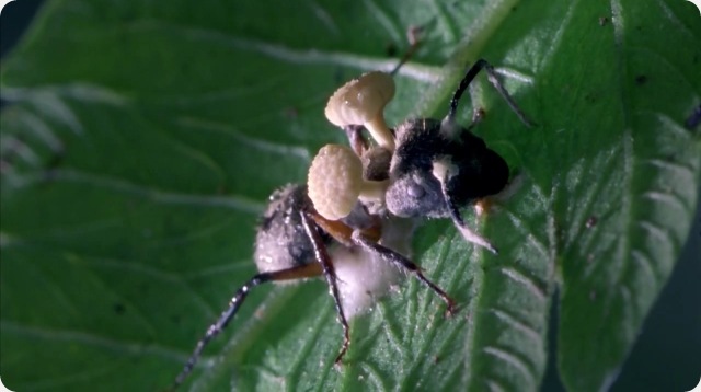 Le champignon cordyceps émerge du cerveau des insectes.