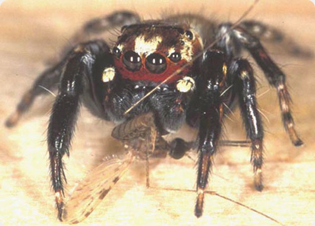L’araignée mangeuse de moustiques aime les chaussette malodorantes.