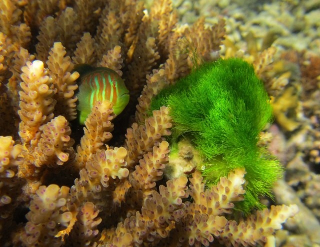 Quand le corail appelle à l’aide, le gobie vient à la rescousse.
